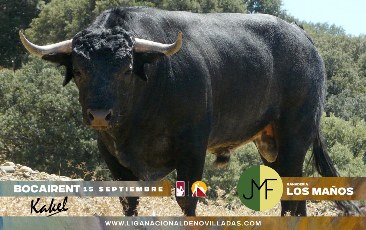 Los novillos de Los Maños para la semifinal del Circuito Valenciano en Bocairent