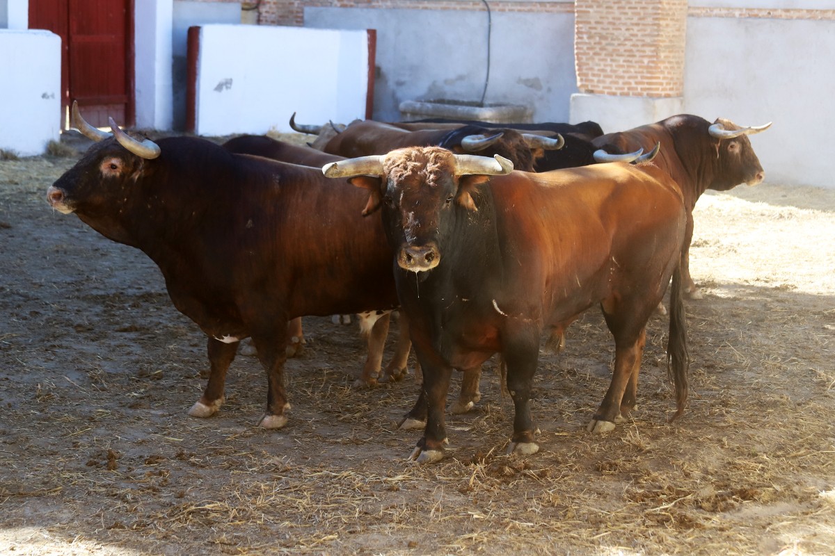 Agitador, de Santiago Domecq, abrirá esta tarde la Goyesca de Aranjuez