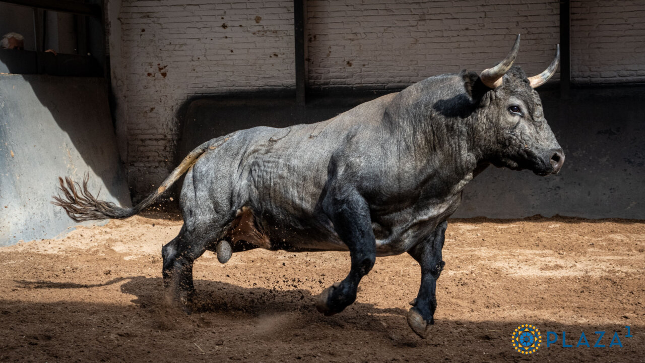 Sorteados los de Saltillo y Valdellán para el primer desafío ganadero de septiembre en Las Ventas