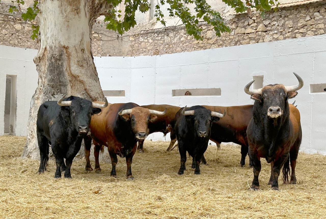 Seis de Luis Algarra para esta tarde en Murcia