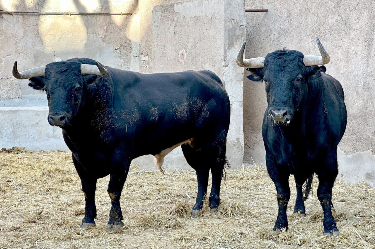 Cuatro hierros para el mano a mano entre Ponce y Pepín Liria en Murcia