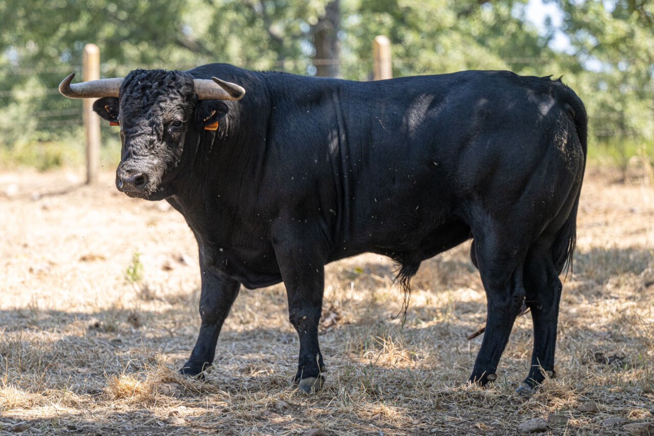 Seis novillos de Adelaida Rodríguez para inaugurar Arganda del Rey