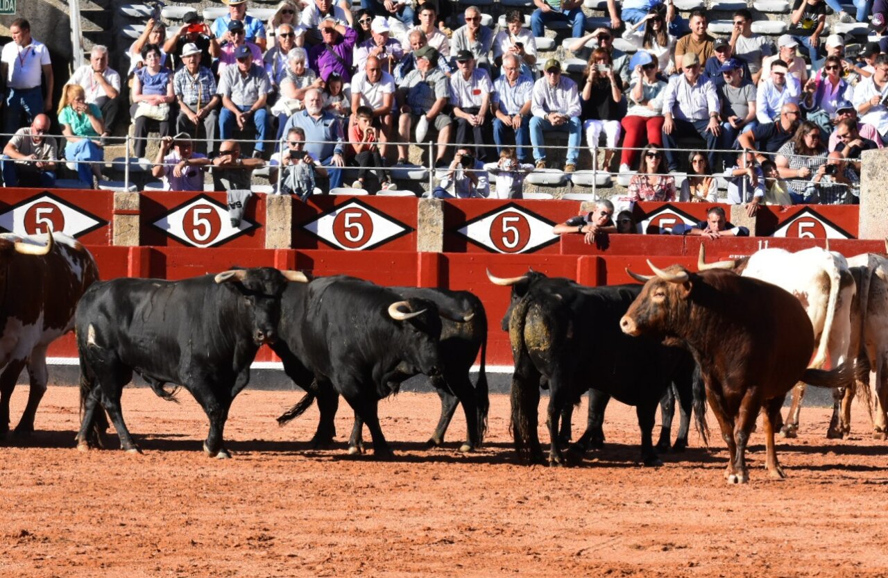 Salamanca calienta motores con el desenjaule y una ilusionante novillada