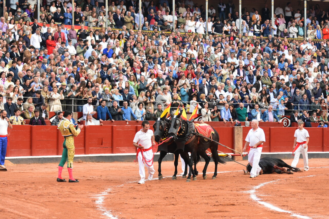 Querido, de Garcigrande, XLVII Toro de Oro de Salamanca