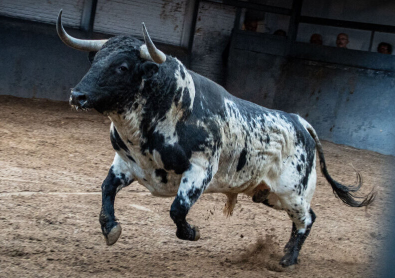 'Deseado', de José González, abre la primera novillada de la Feria de Otoño