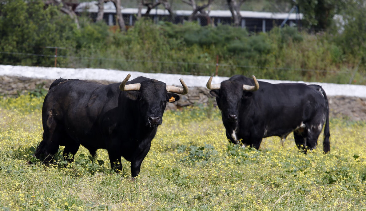 Gerardo Ortega: un esperado regreso