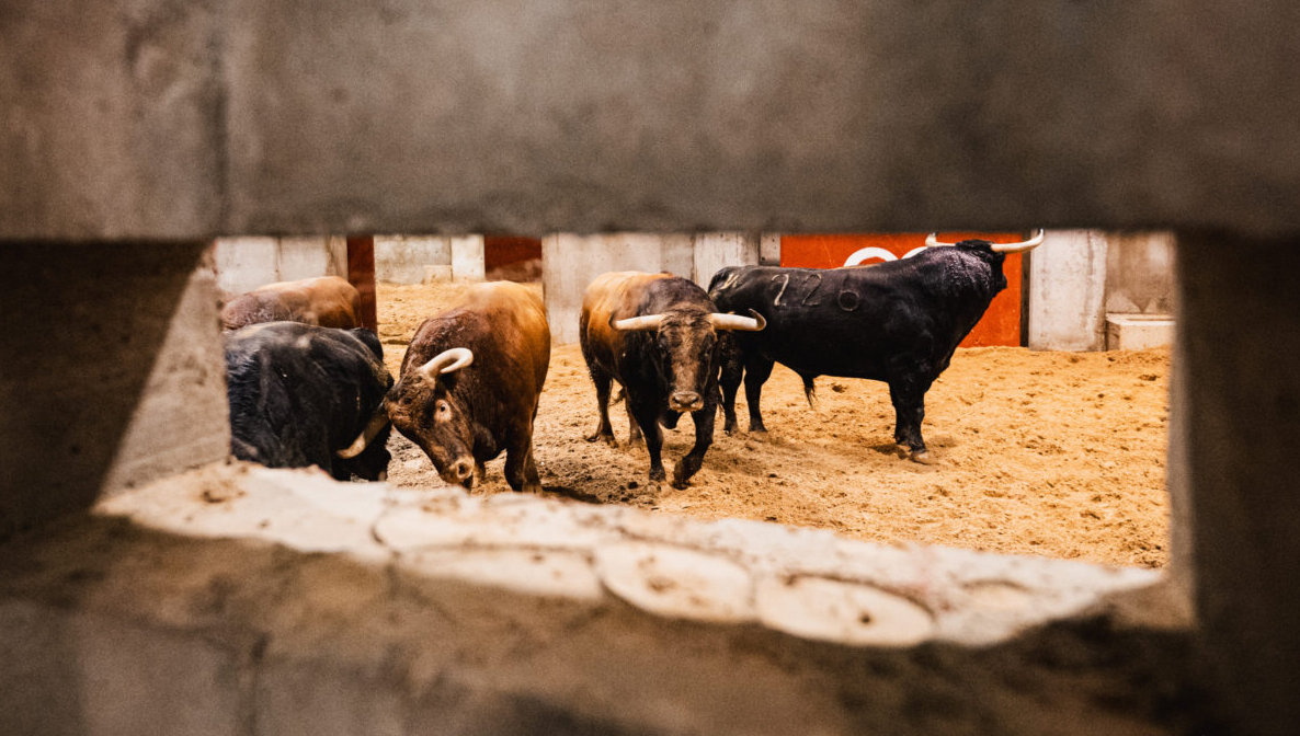 Seis de Juan Pedro Domecq para el mano a mano de Logroño