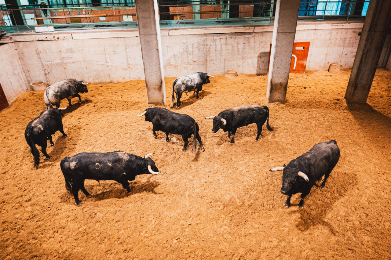Sorteados los de Pallarés para el mano a mano de rejones en Logroño