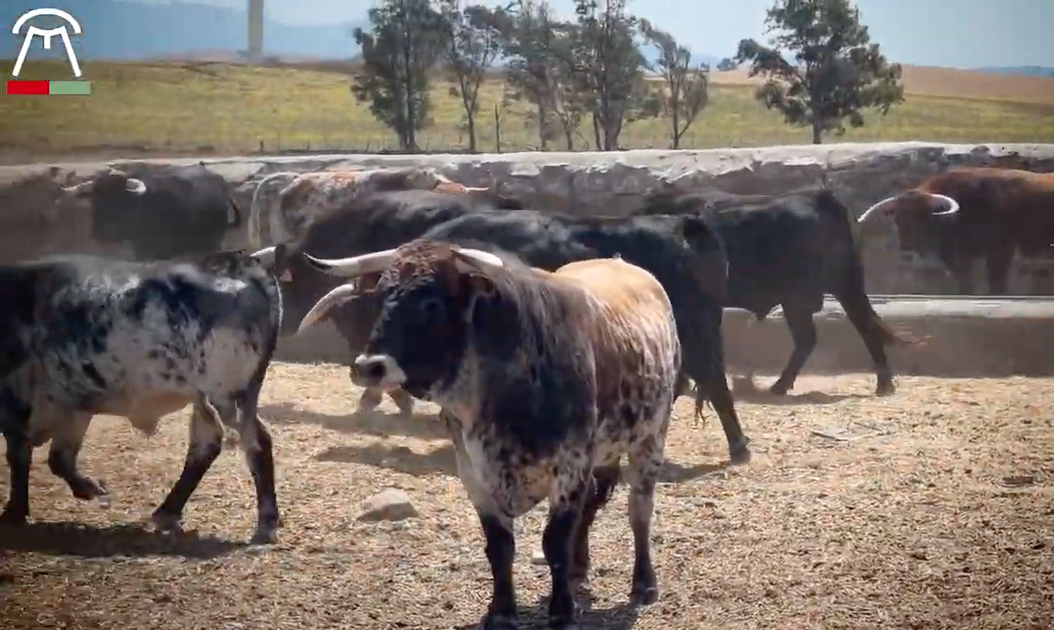 Los novillos de Cebada Gago para Villaseca de la Sagra