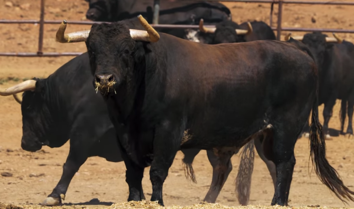 Jandilla, una corrida de lujo para la alternativa de Lalo de María en Nimes