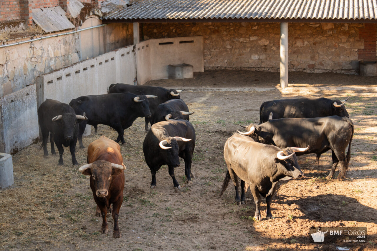 Botellero, de Antonio Palla, abre la feria de Salamanca