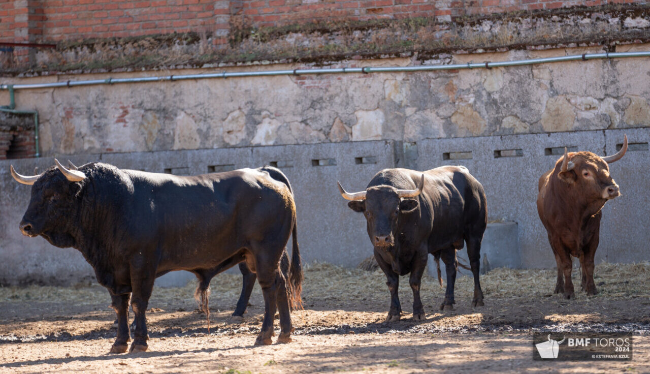 Palmerillo, de Vellosino, abre plaza en Salamanca