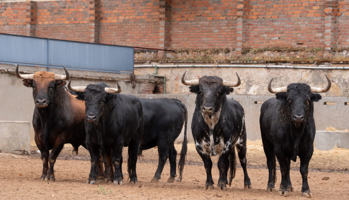 Seis de Garcigrande para el cartelazo de Salamanca