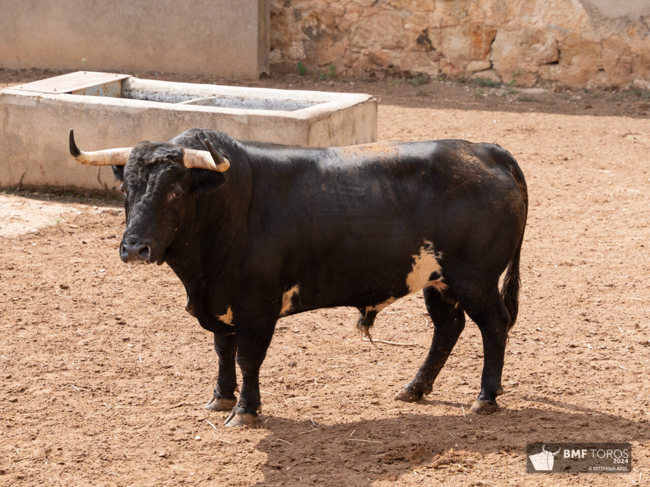 Seis hierros distintos para la corrida concurso de Salamanca
