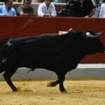 Cuadri fue designada la mejor ganadería del Alfarero de Oro 2024. Foto: Javier Arroyo