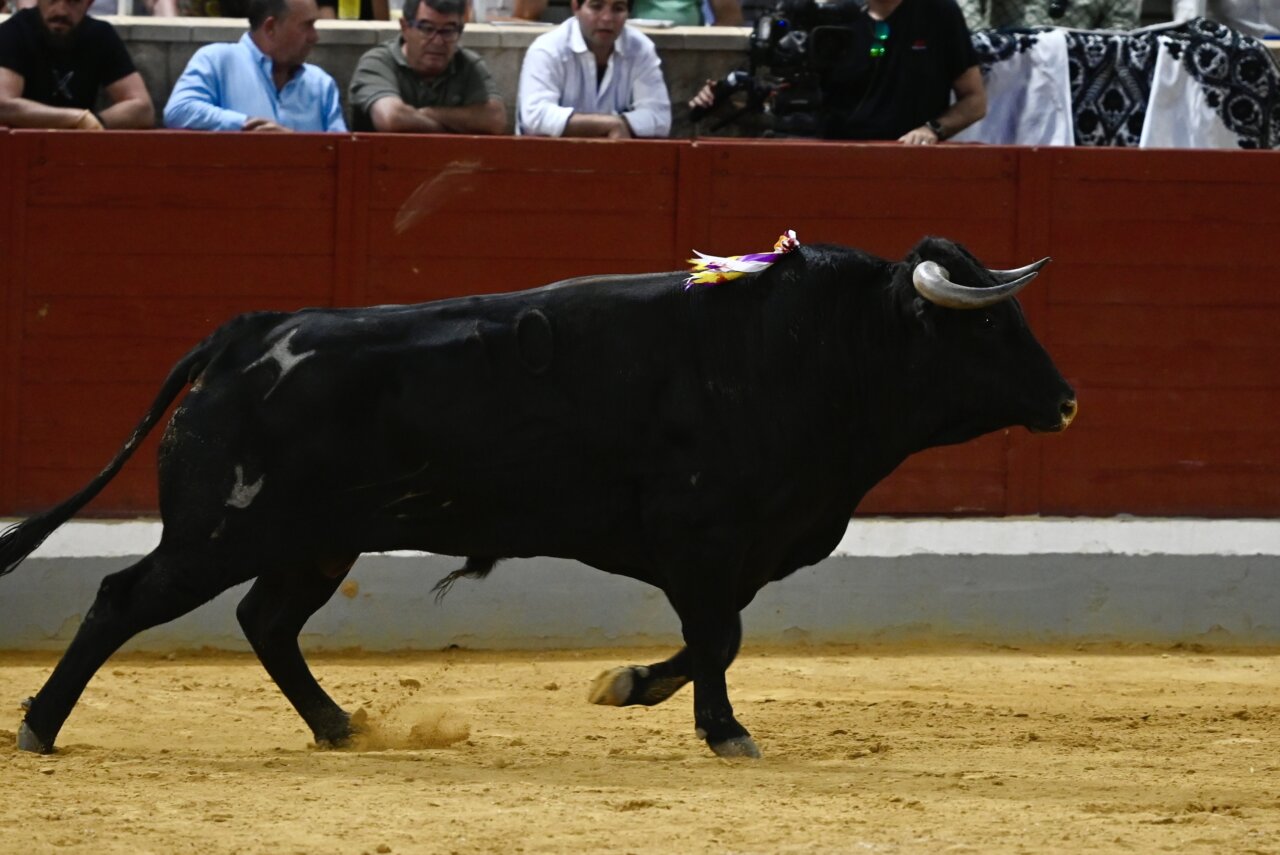 Cuadri fue designada la mejor ganadería del Alfarero de Oro 2024. Foto: Javier Arroyo