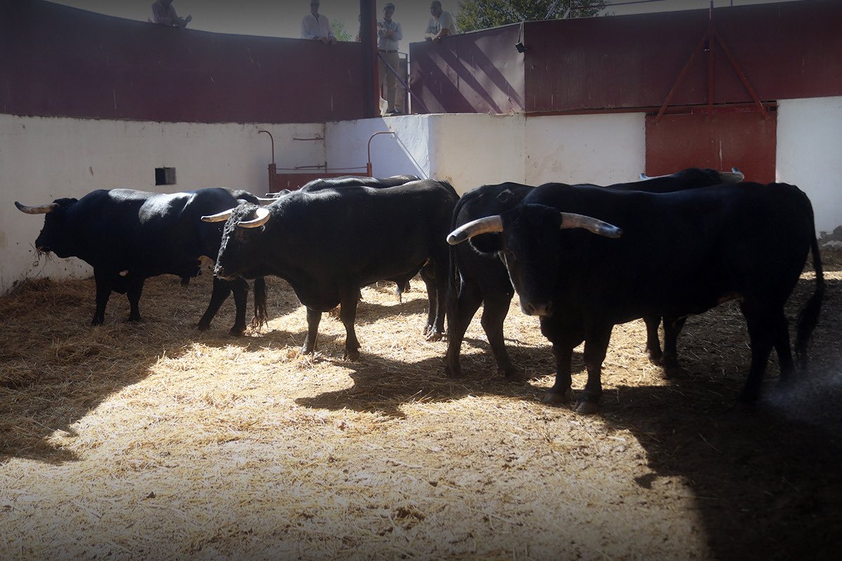 Capeadora abre la de Guiomar Cortés Moura en Palencia