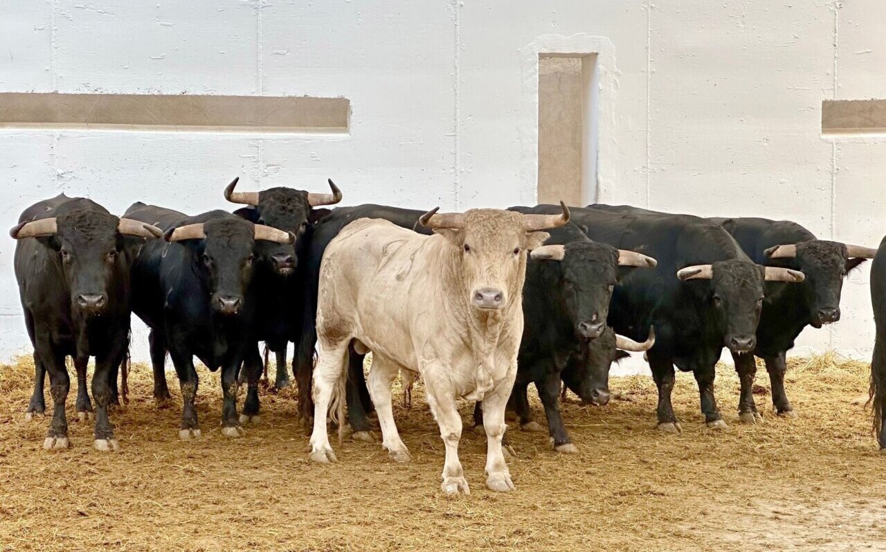 De Vidriero a Jupío, los fuenteymbros para la novillada de Murcia