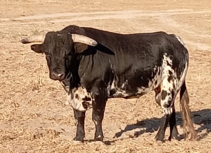 Precavido, de Luis Algarra, cerrará la feria de Arganda del Rey