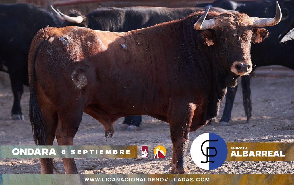 Los novillos de Albarreal para la primera semifinal del Circuito Valenciano en Ondara