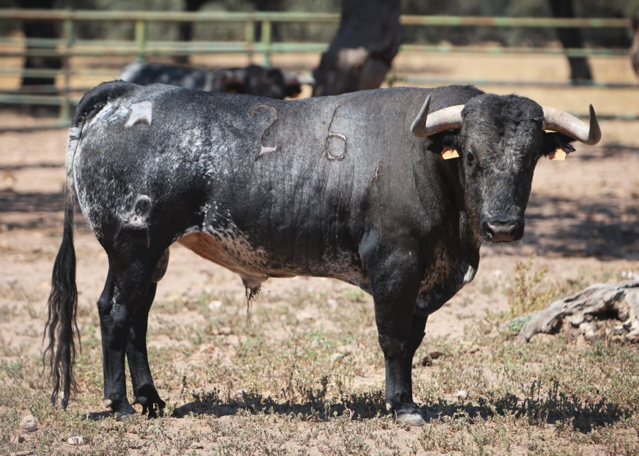 Entipada y seria novillada de Pablo Mayoral para Arganda del Rey