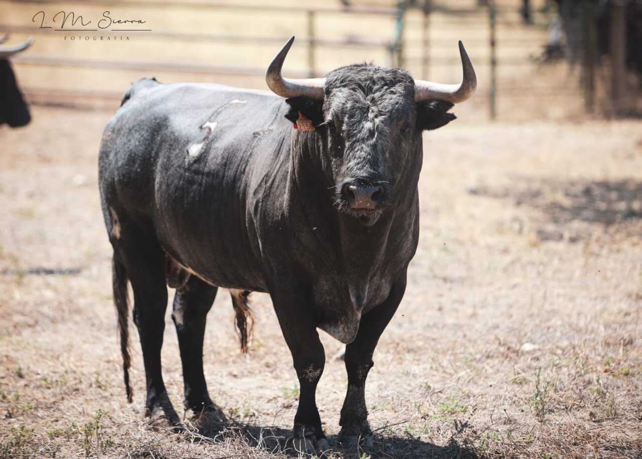 Seis de Pablo Mayoral para la novillada de este miércoles en Arganda del Rey