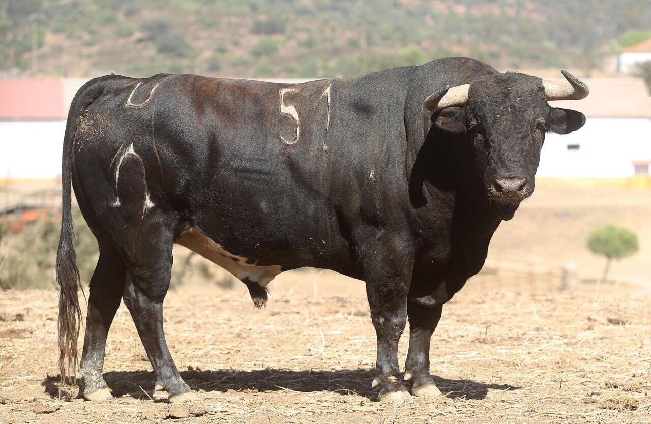 Los novillos de Murteira Grave que inauguran el Zapato de Oro