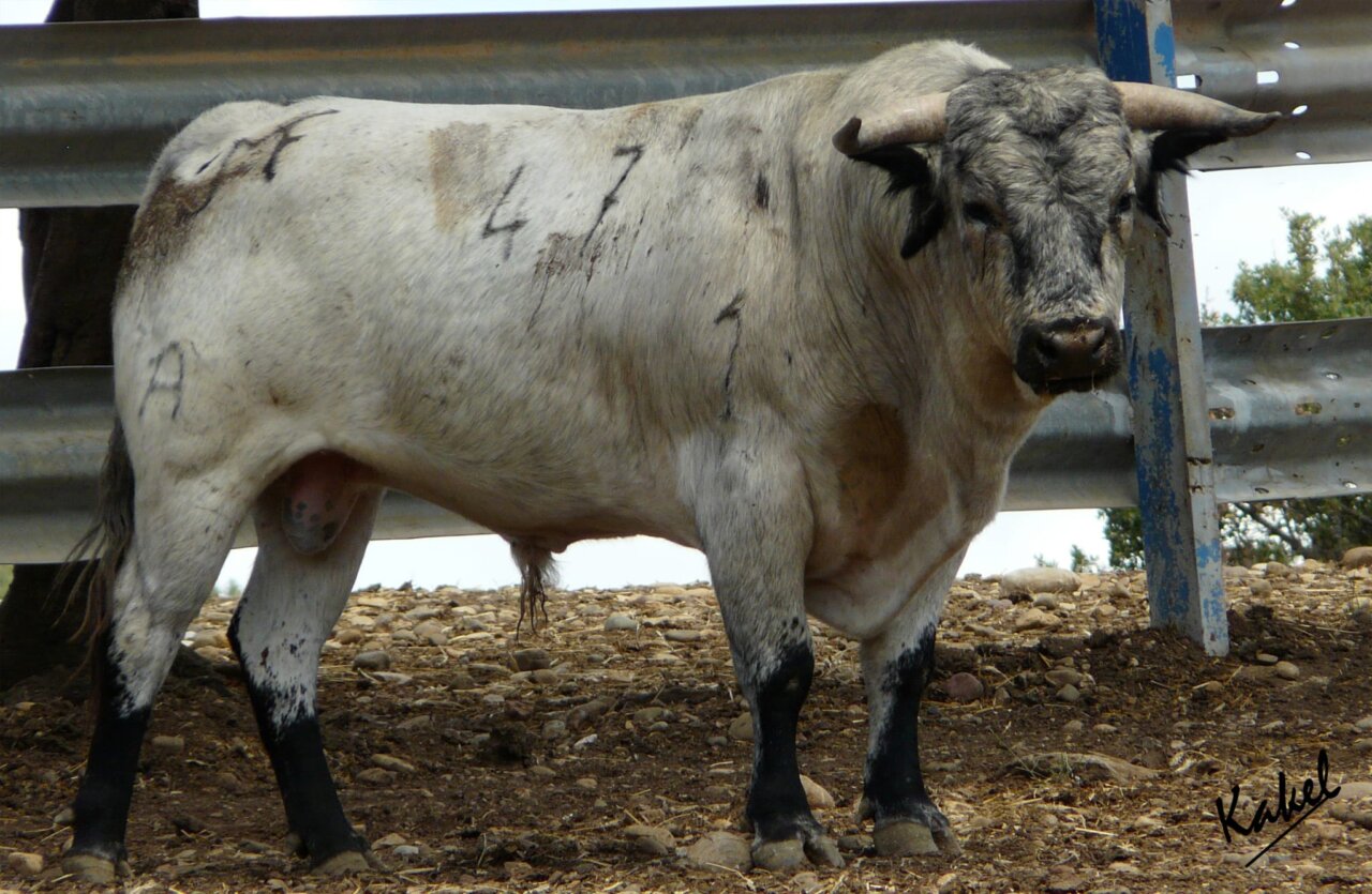 Los descendientes del célebre Quejoso de Los Maños, en la tercera del Zapato de Oro de Arnedo