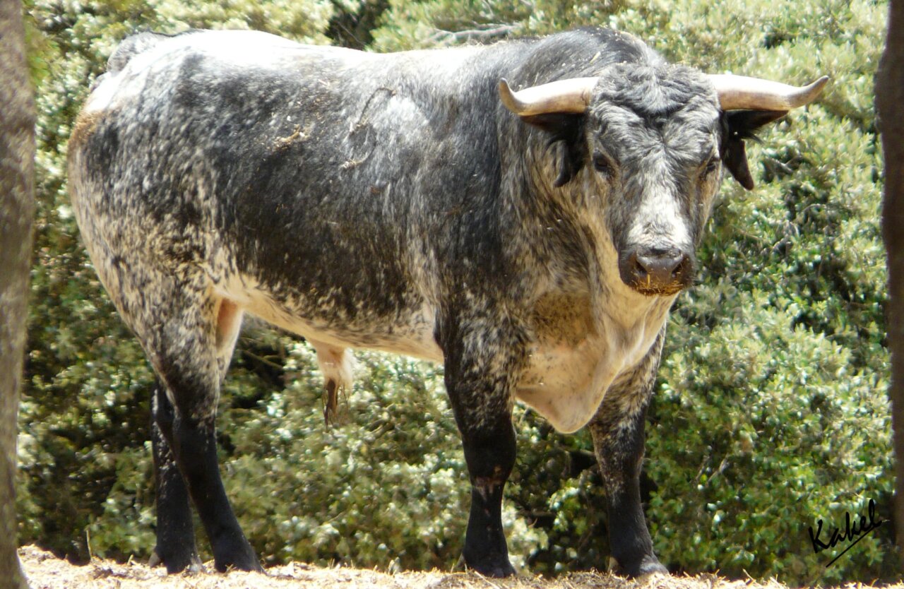 De Vaticano a Saltacancelas, sorteados los de Los Maños para Arnedo