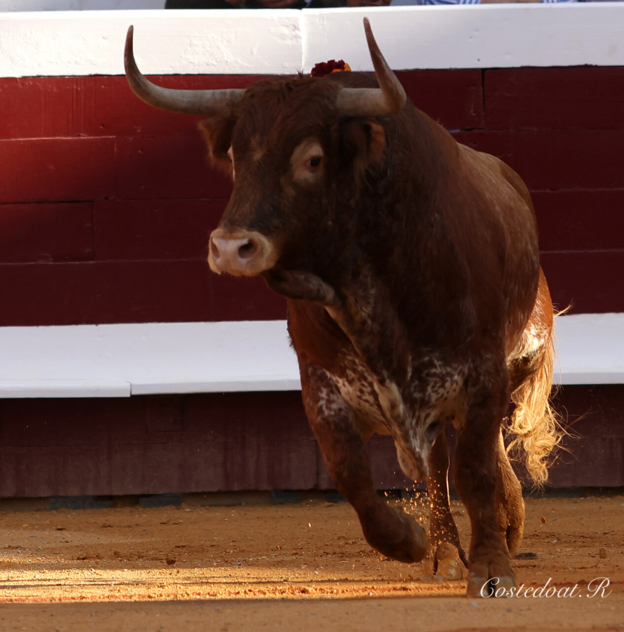 Victorino Martín y El Freixo, novedades ganaderas en el elenco de Dax