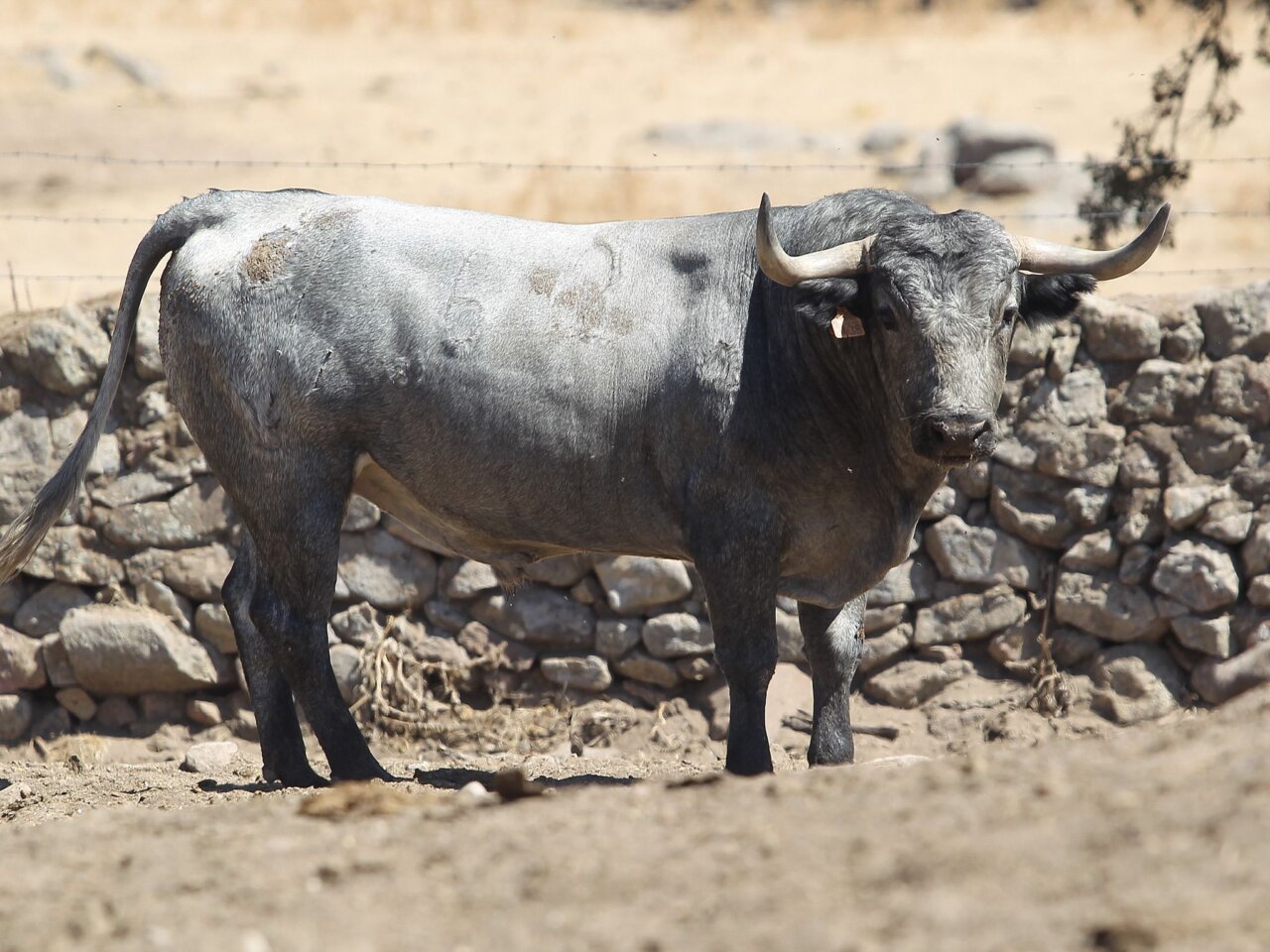 Los toros de Adolfo Martín para este sábado en Majadahonda