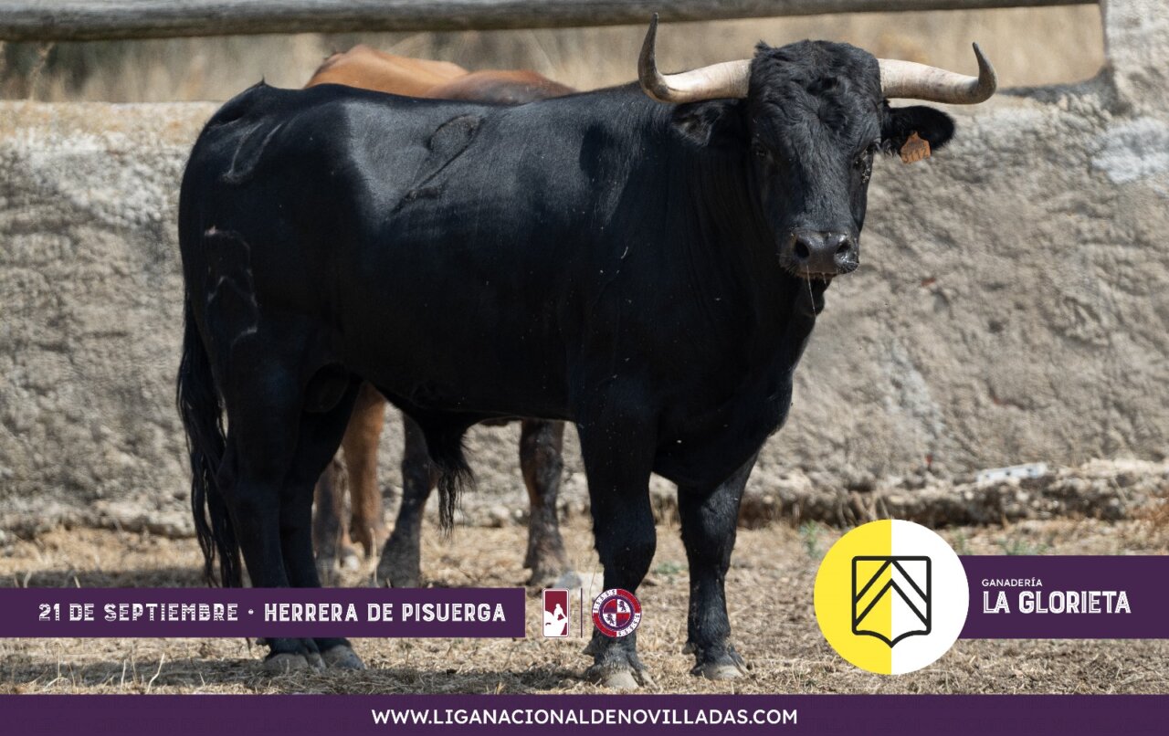 Los novillos de La Glorieta para la segunda semifinal del Circuito de Castilla y León