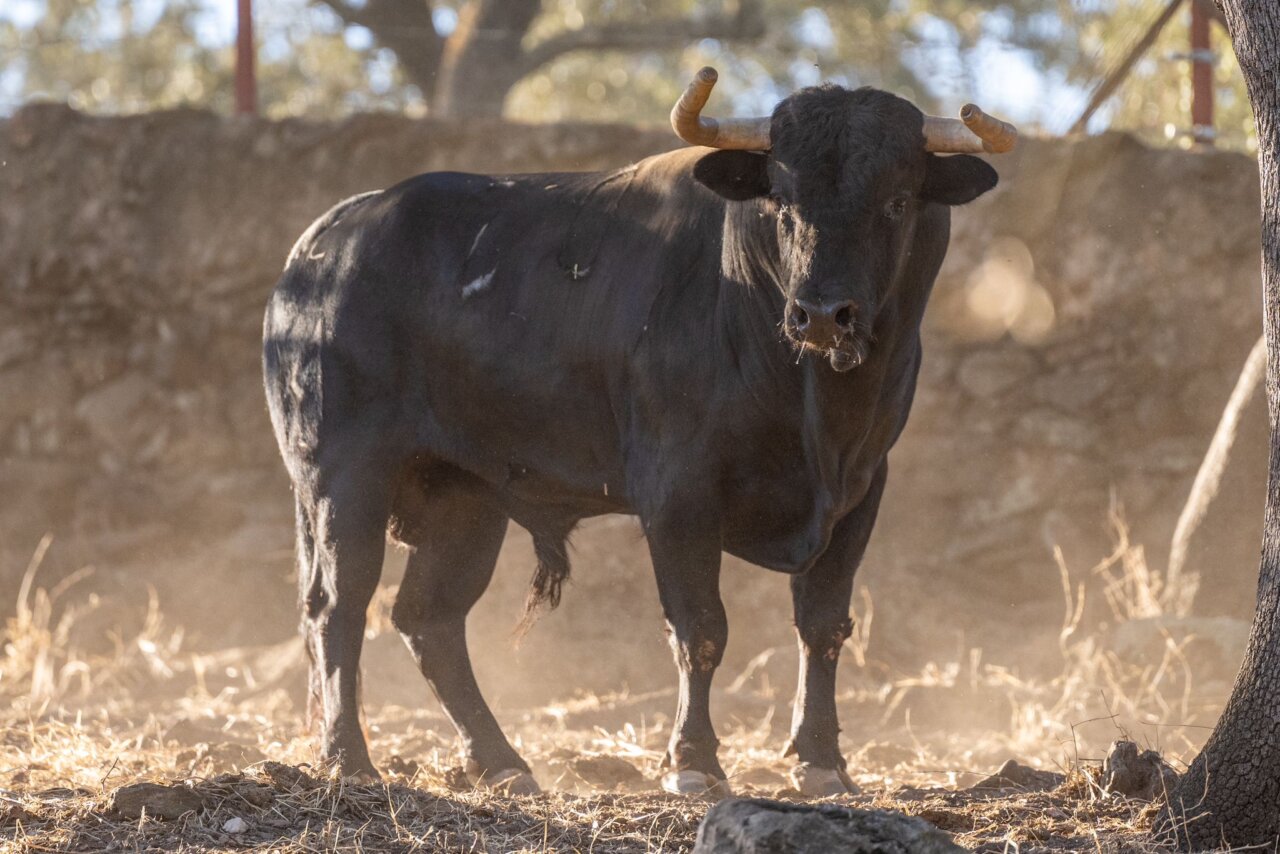 De Tramposo a Junco, sorteados los de Talavante para Arganda del Rey