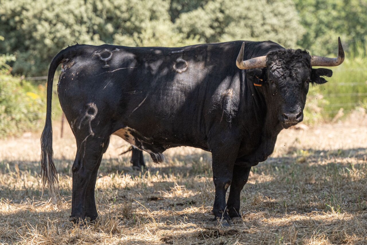 Los novillos de Adelaida Rodríguez para Arganda del Rey