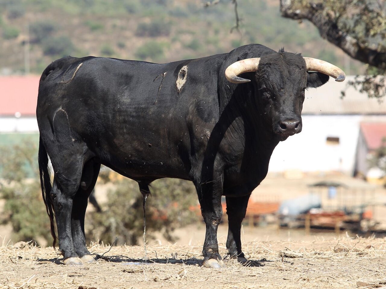 Cumpridor, de Murteira Grave, inaugurará el Zapato de Oro de Arnedo