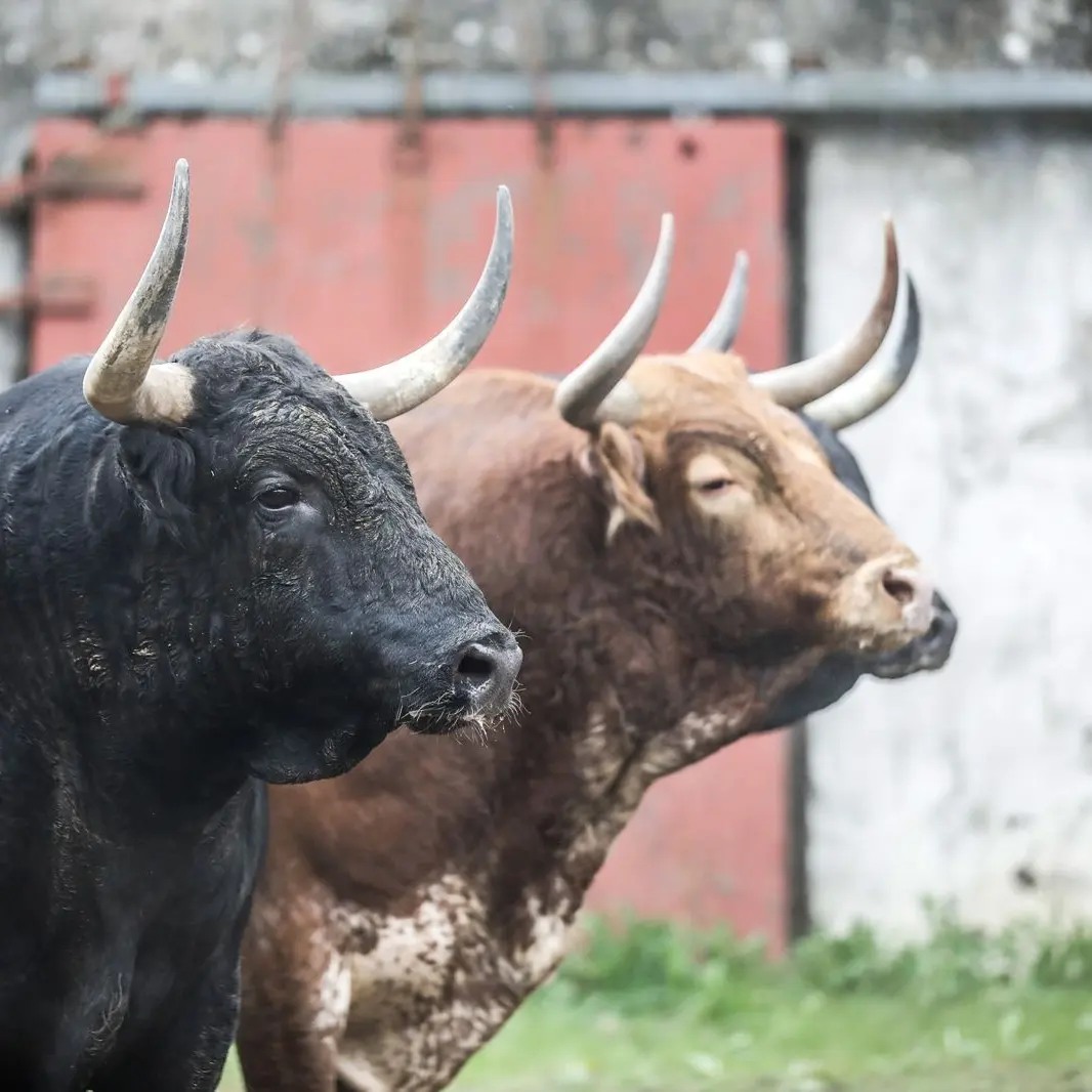 Adour, el toro del debut de Margé esta tarde en Dax