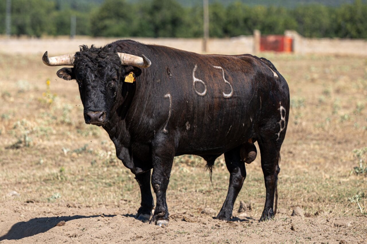 Agradecido, de Baltasar Ibán, abre la novillada de Arganda del Rey
