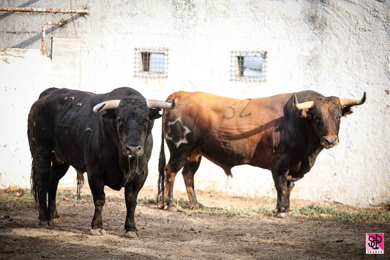 Lalo de María toma la alternativa en Nimes con Ondulado, de Jandilla