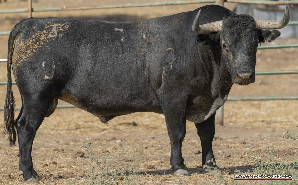 Seriedad de Victorino Martín para abrochar la feria de Albacete