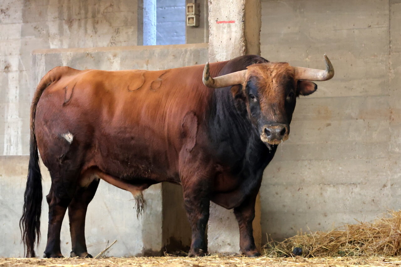 Un toro de Álvaro Núñez remienda la corrida de Zacarías Moreno en Zaragoza