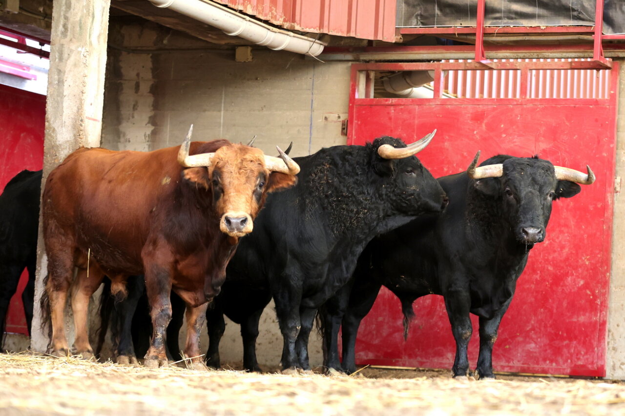 Tres de Hermanas Azcona y tres de Talavante para esta tarde en Zaragoza