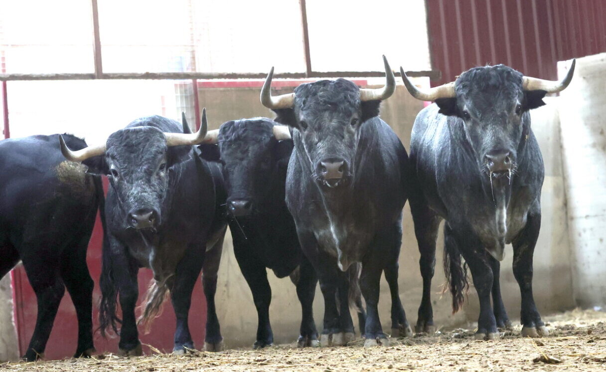 La Machamona remienda la novillada de Raso de Portillo en Zaragoza
