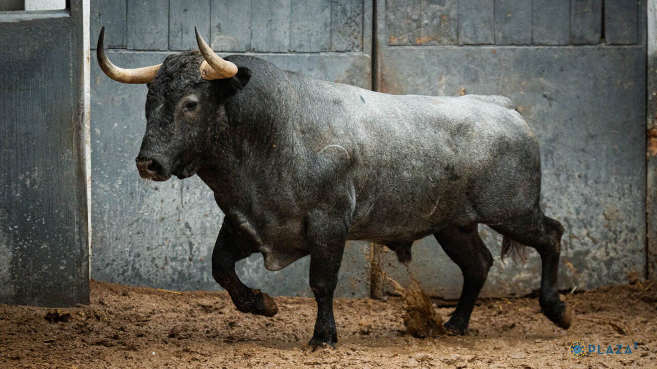 Director abrocha la temporada en Las Ventas