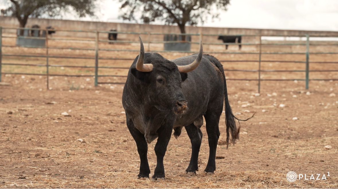Así es la espectacular corrida de Victorino Martín para el día de la Hispanidad