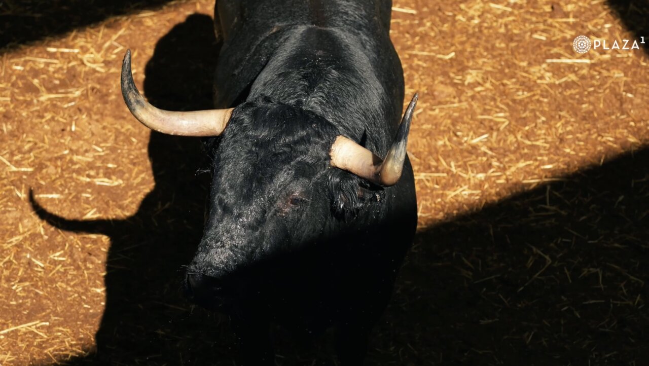 Desembarcados los victorinos en Las Ventas para el duelo de la Hispanidad