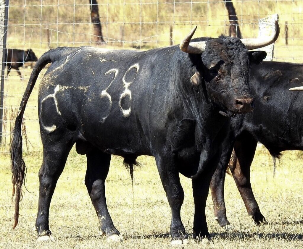 Los novillos de Raso de Portillo para Zaragoza