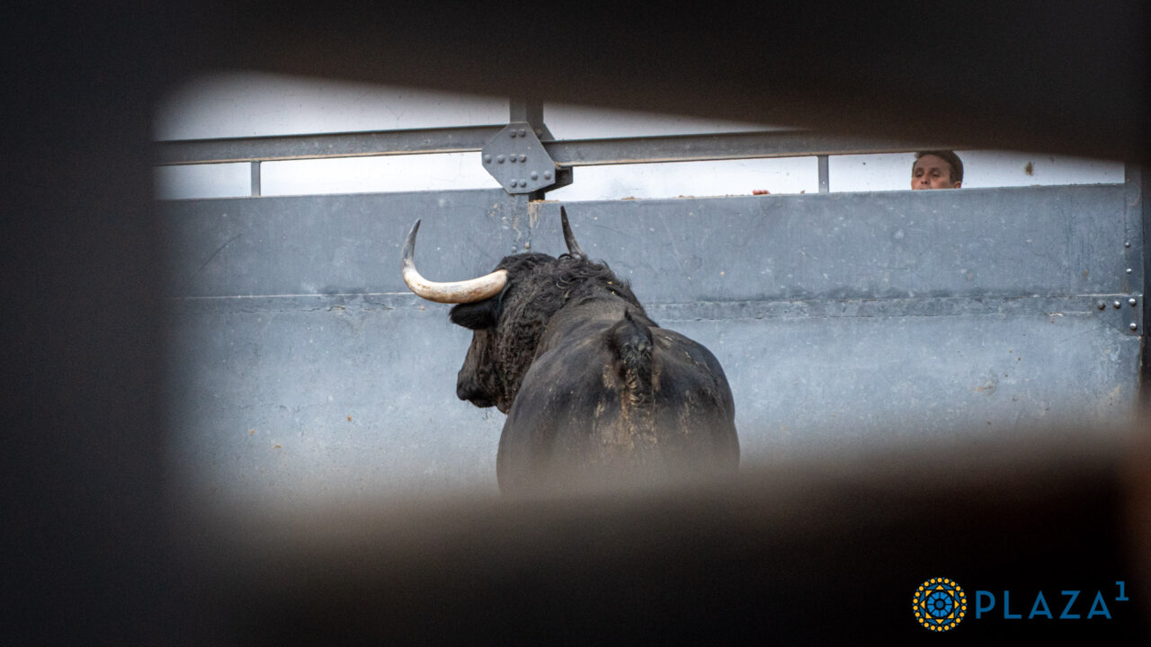 Toros de Puerto de San Lorenzo y La Ventana del Puerto para la cuarta cita de la Feria de Otoño
