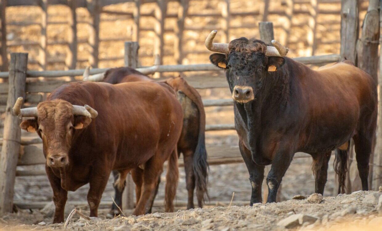Los toros de El Pilar para el adiós de Ponce a la plaza de Acho