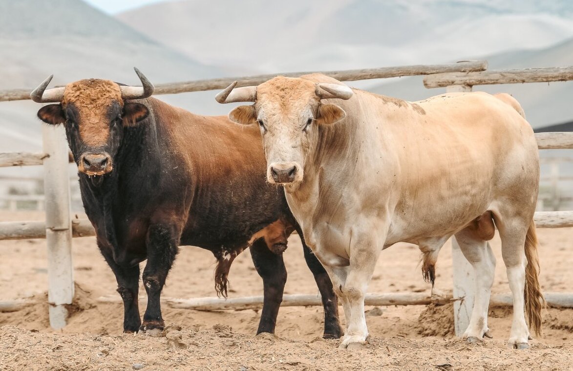 Los toros de San Pedro y Salamanca para la feria de Acho