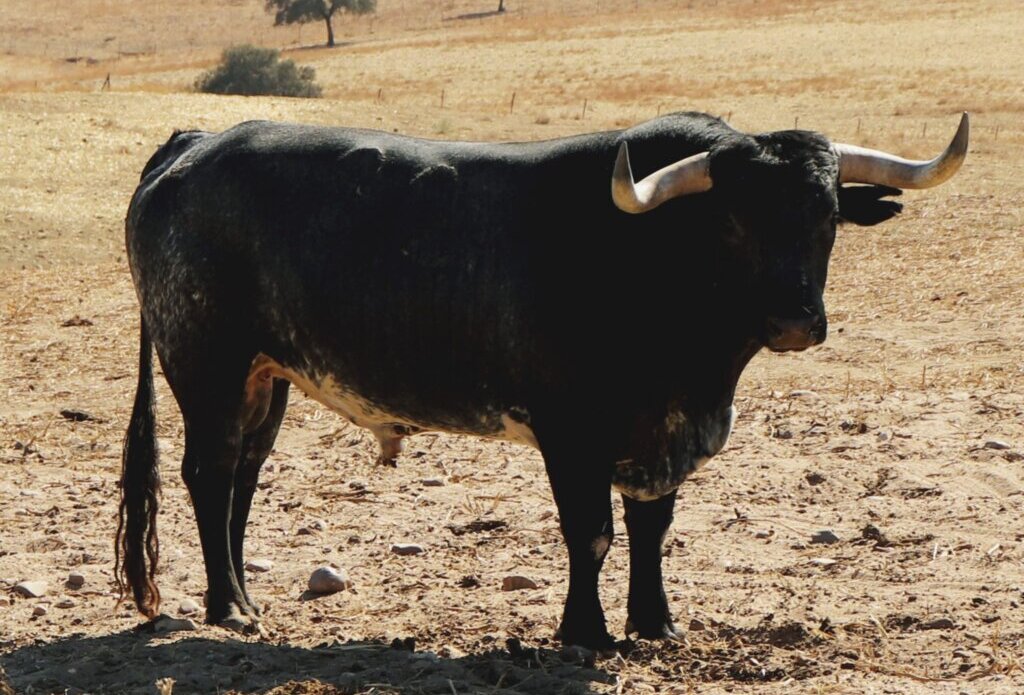 Los toros de Miura para el 12 de octubre en Zaragoza